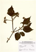 藏品(海州常山)的圖片